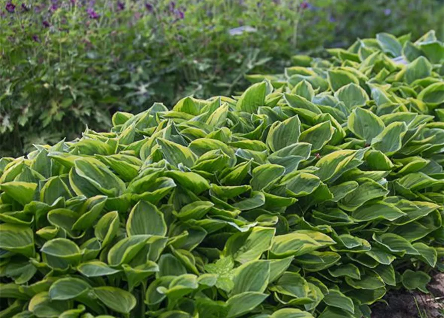 Kleine Gelbrand-Garten-Funkie 'Golden Tiara'