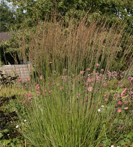 Kleines Garten-Pfeifengras 'Heidebraut'