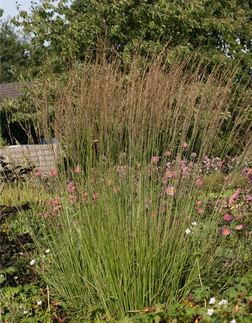 Kleines Garten-Pfeifengras 'Heidebraut'