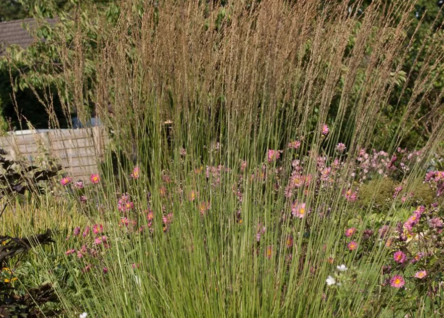 Kleines Garten-Pfeifengras 'Heidebraut'