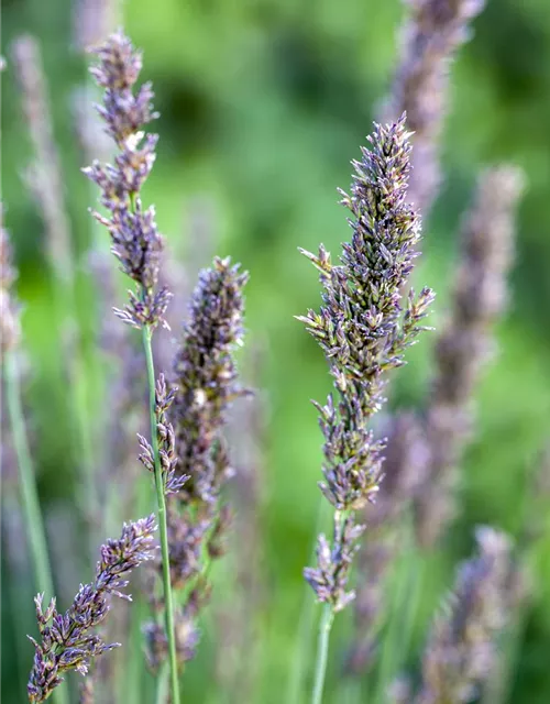 Kleines Garten-Pfeifengras 'Moorhexe'