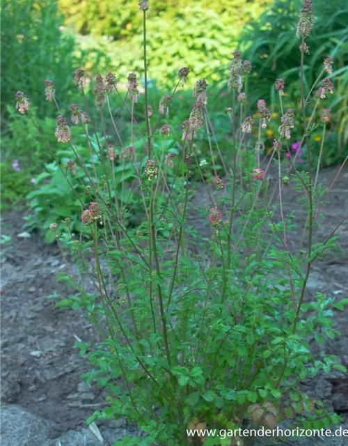 Kleiner Wiesenknopf