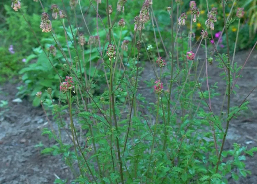 Kleiner Wiesenknopf