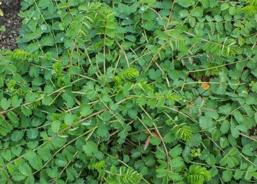 Kleiner Wiesenknopf