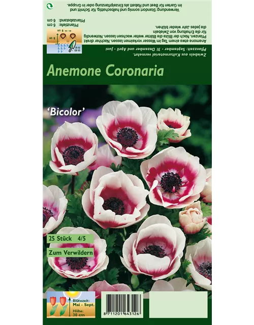 Kronen-Anemone 'De Caen Bicolor'