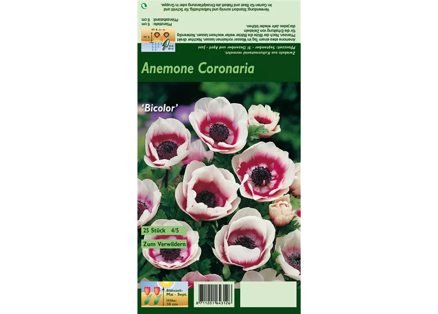 Kronen-Anemone 'De Caen Bicolor'