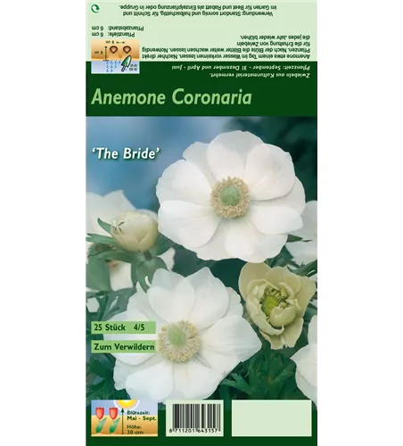 Kronen-Anemone 'De Caen The Bride'