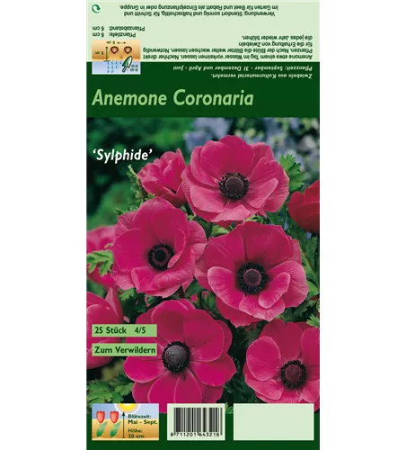 Kronen-Anemone 'Sylphide'