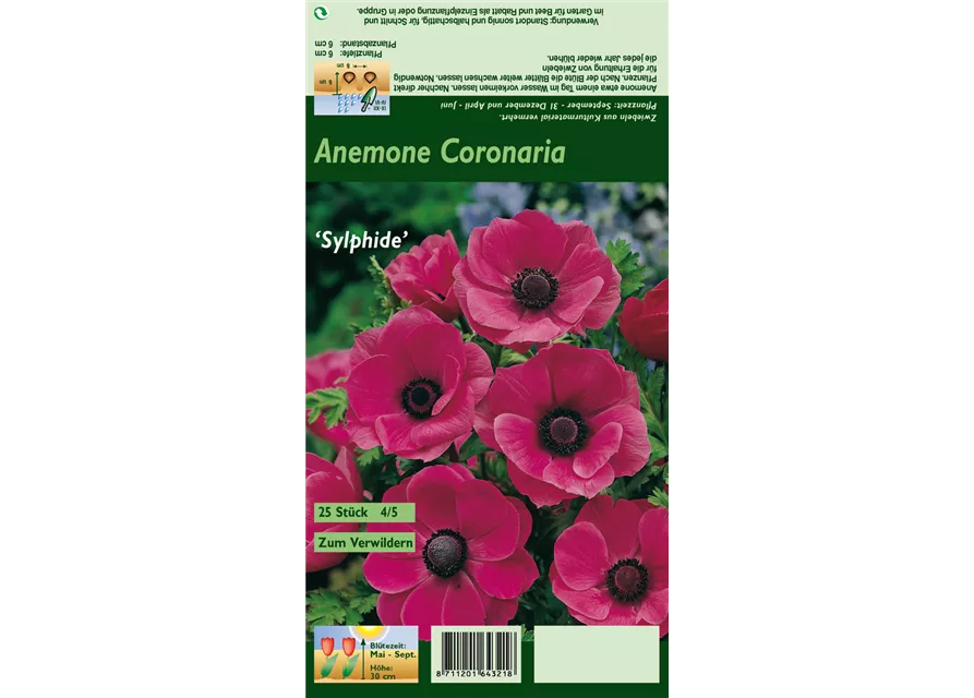 Kronen-Anemone 'Sylphide'