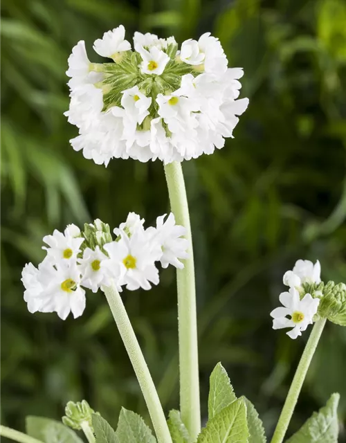 Kugelige Garten-Schlüsselblume 'Alba'