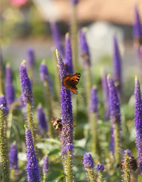 Langblättriger Garten-Ehrenpreis 'First Glory'