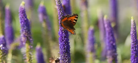 Langblättriger Garten-Ehrenpreis 'First Glory'