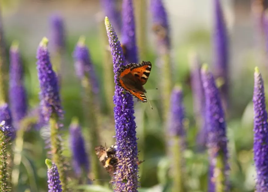 Langblättriger Garten-Ehrenpreis 'First Glory'