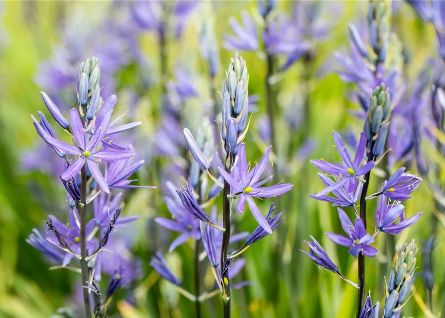 Leichtlin-Prärielilie 'Caerulea'