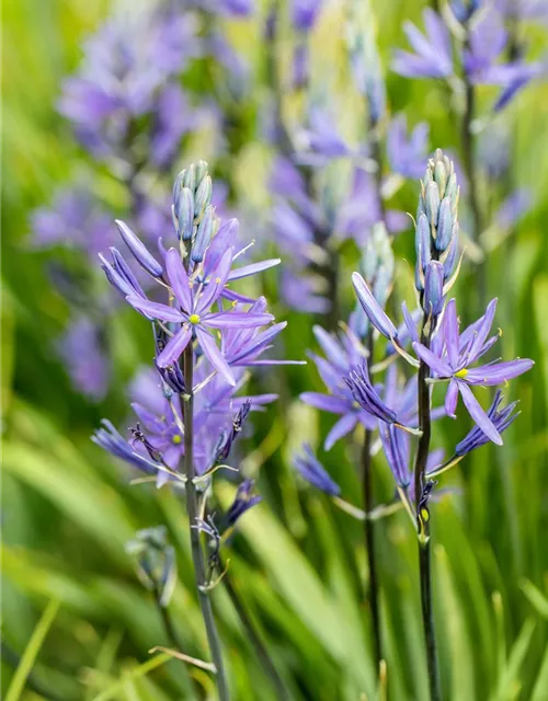 Leichtlin-Prärielilie 'Caerulea'