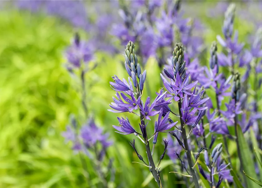 Leichtlin-Prärielilie 'Caerulea'