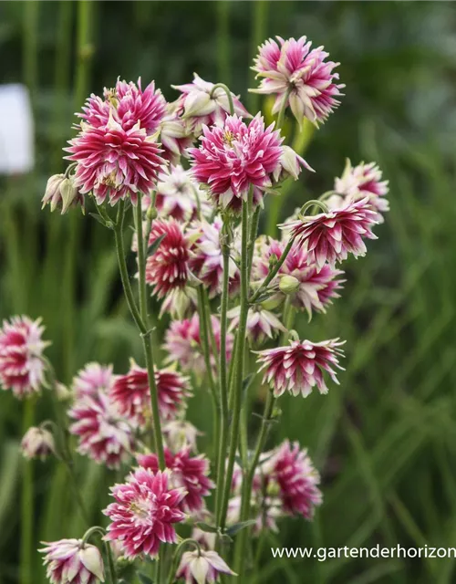 Langspornige Garten-Akelei 'Nora Barlow'