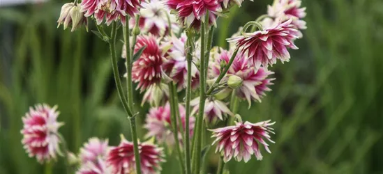 Langspornige Garten-Akelei 'Nora Barlow'