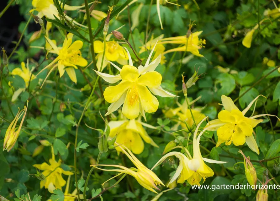 Langspornige Garten-Akelei 'Yellow Queen'