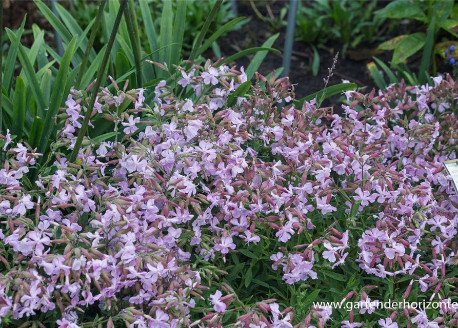 Lempergs Garten-Seifenkraut 'Max Frei'