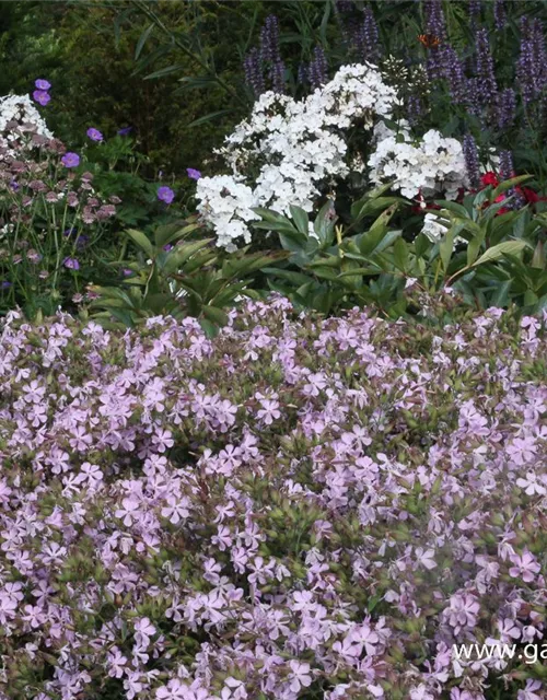 Lempergs Garten-Seifenkraut 'Max Frei'