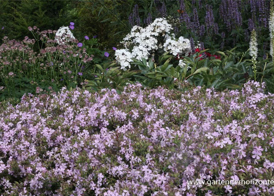 Lempergs Garten-Seifenkraut 'Max Frei'