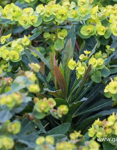 Mandelblättrige Garten-Wolfsmilch 'Purpurea'