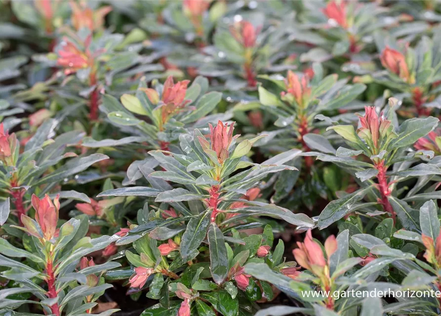 Mandelblättrige Garten-Wolfsmilch 'Purpurea'