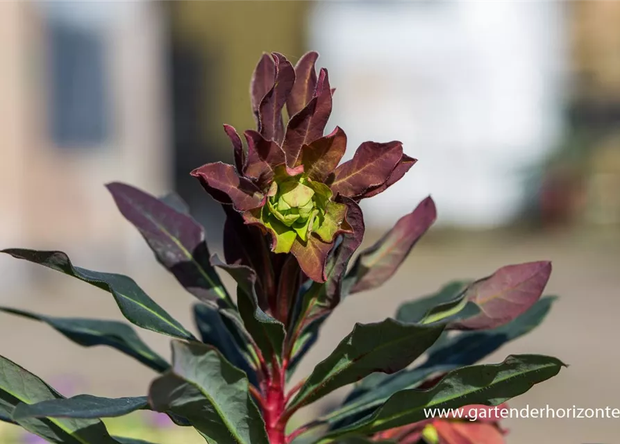 Mandelblättrige Garten-Wolfsmilch 'Purpurea'