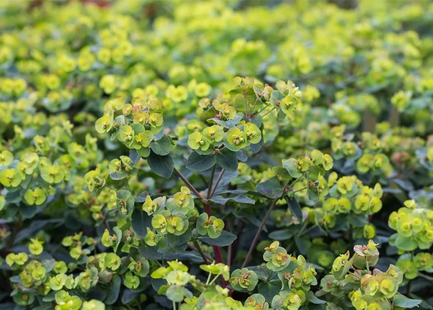 Mandelblättrige Garten-Wolfsmilch 'Purpurea'