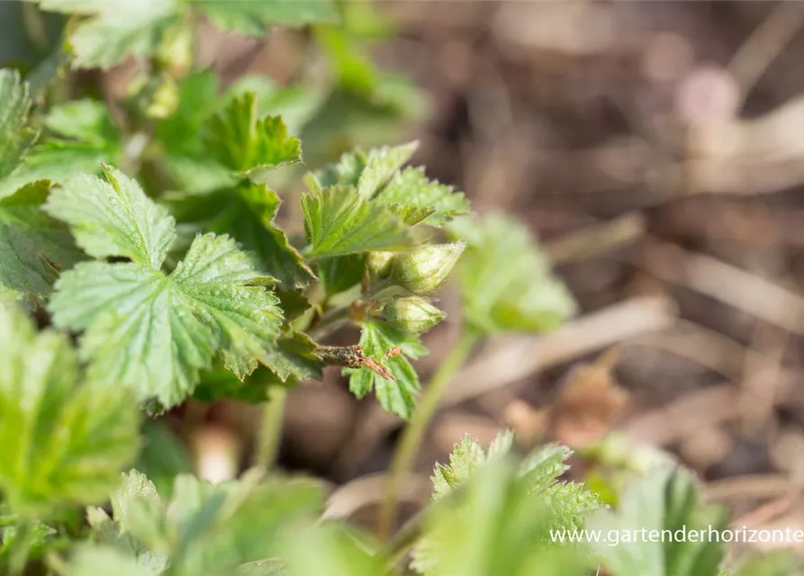 Nelkenwurzähnliche Waldsteinie