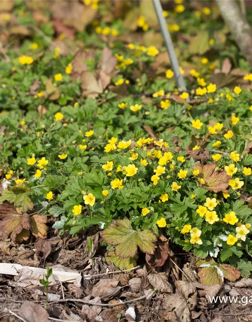 Nelkenwurzähnliche Waldsteinie