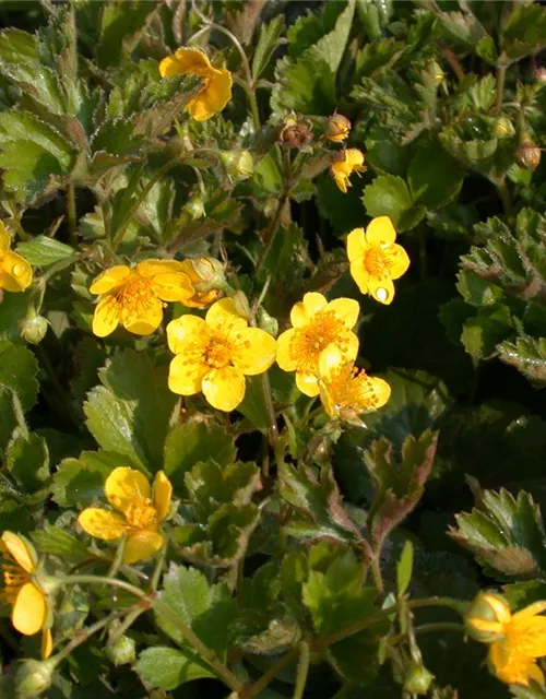 Nelkenwurzähnliche Waldsteinie