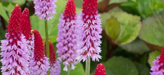 Orchideen-Primel 'Red Hot Poker'