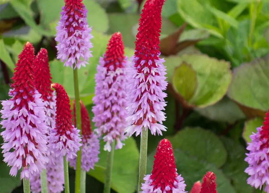 Orchideen-Primel 'Red Hot Poker'