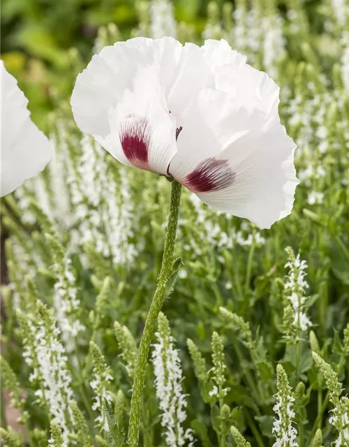 Orientalischer Garten-Mohn 'Checkers'