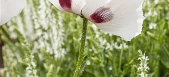 Orientalischer Garten-Mohn 'Checkers'