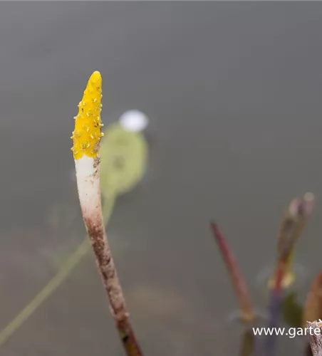 Orontium aquaticum