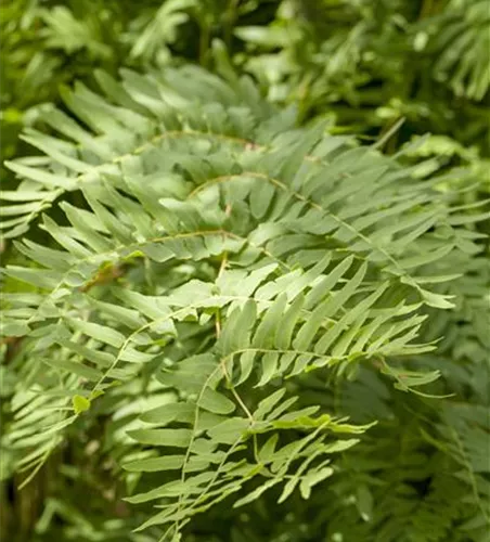 Osmunda regalis