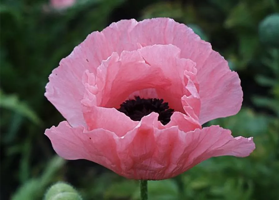 Orientalischer Garten-Mohn 'Helen Elizabeth'