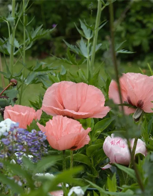 Orientalischer Garten-Mohn 'Helen Elizabeth'