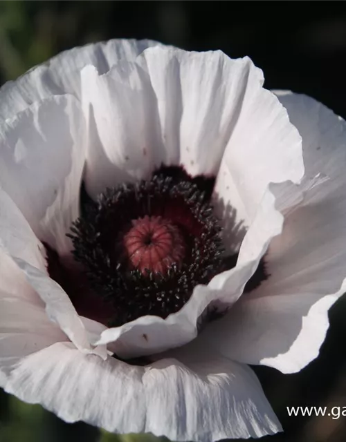 Orientalischer Mohn