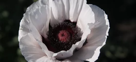 Orientalischer Mohn