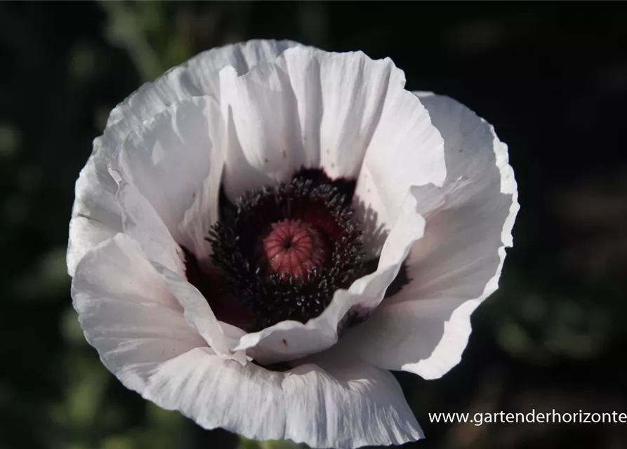 Orientalischer Mohn