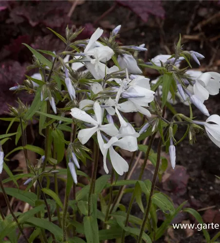 Phlox divaricata 'White Perfume'