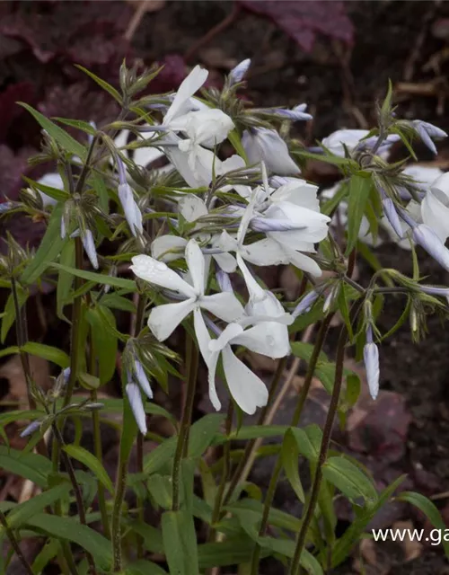 Phlox divaricata 'White Perfume'