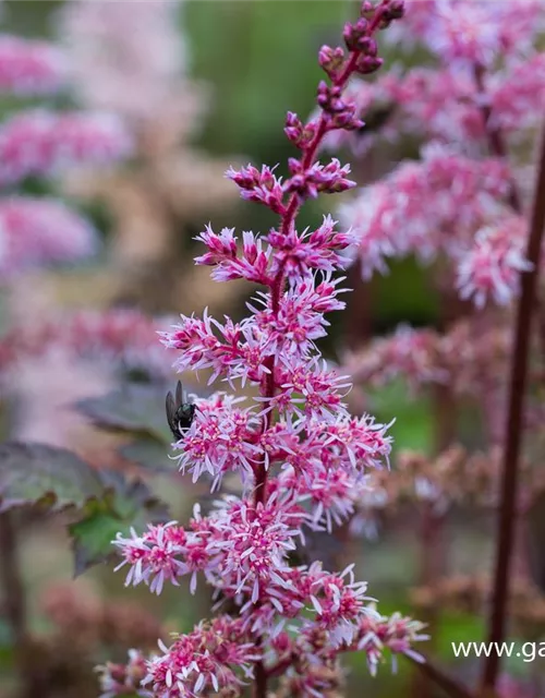 Garten-Prachtspiere 'Colour Flash'