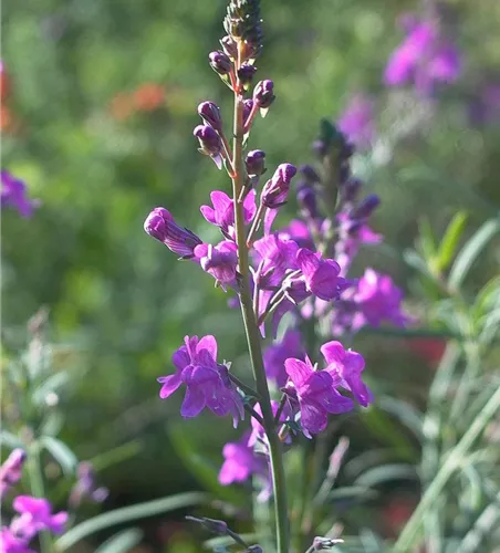 Purpurblütiges Leinkraut