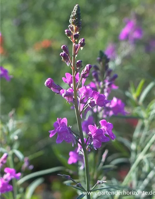 Purpurblütiges Leinkraut