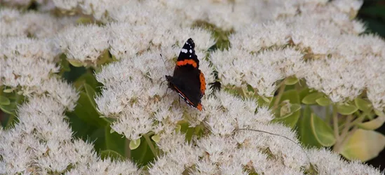 Prächtiges Garten-Fettblatt 'Iceberg'